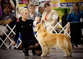 tangleloft male golden named vegas
