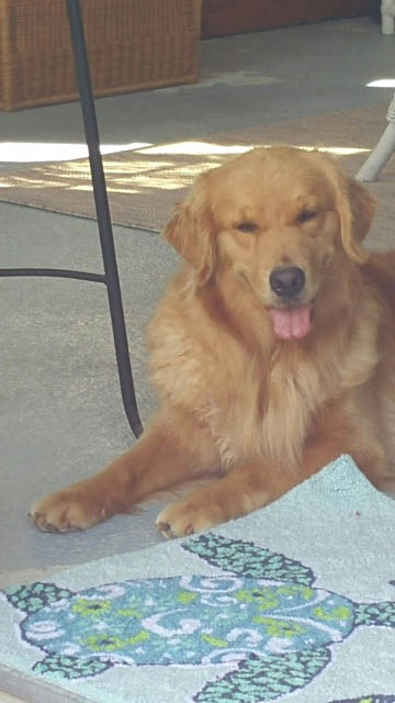 philly CH Tangleloft Take That BISS