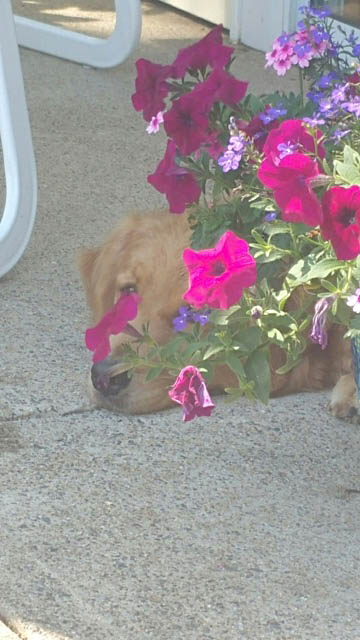 philly CH Tangleloft Take That BISS