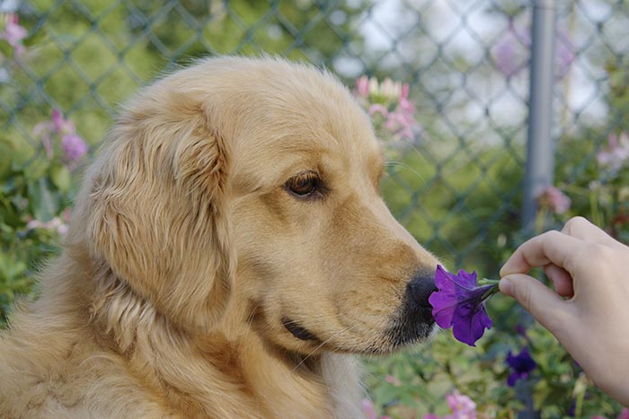 philly CH Tangleloft Take That BISS