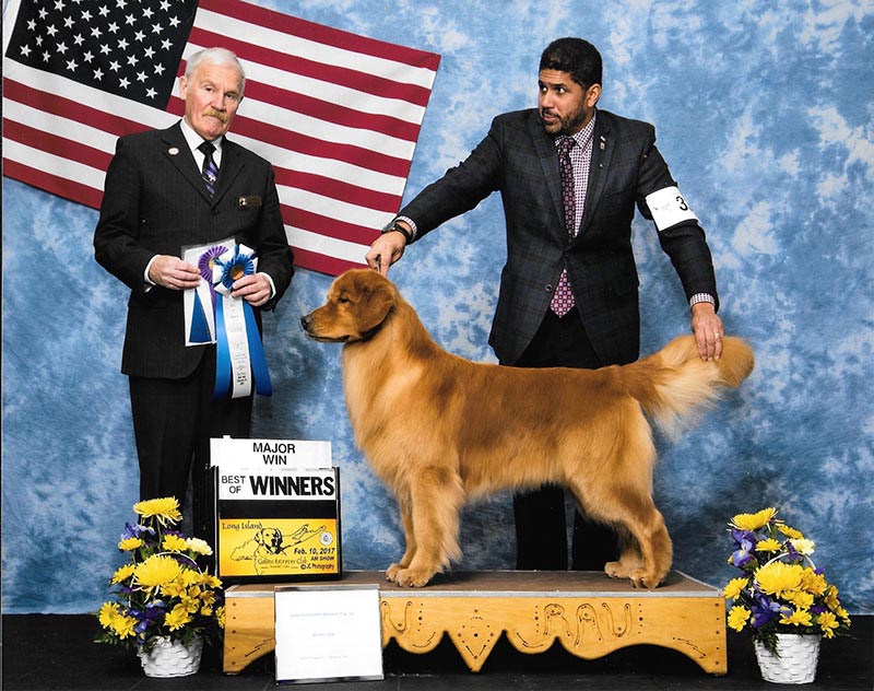 reno long island golden retriever club winners dog