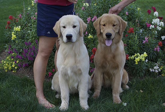 valor and littermate