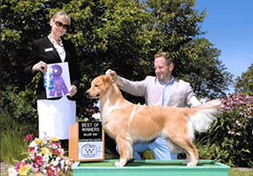 CH Tangleloft Black Magic