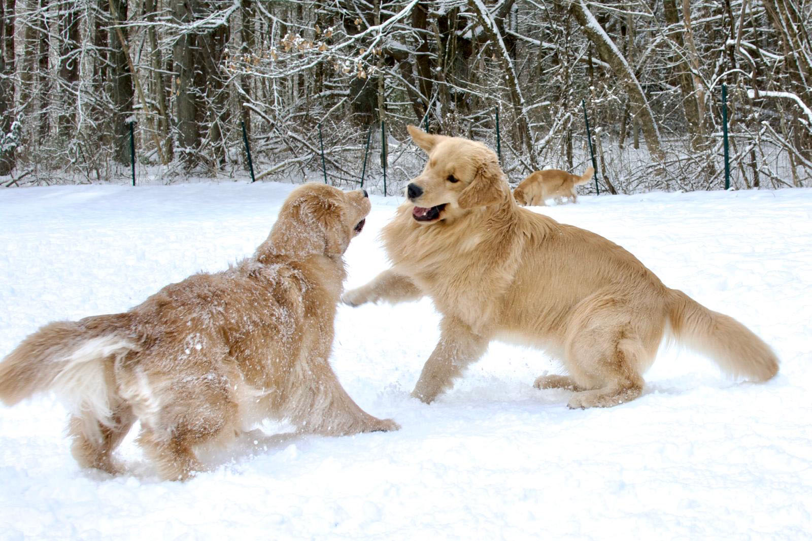 tangleloft golden retrievers in snow 2025