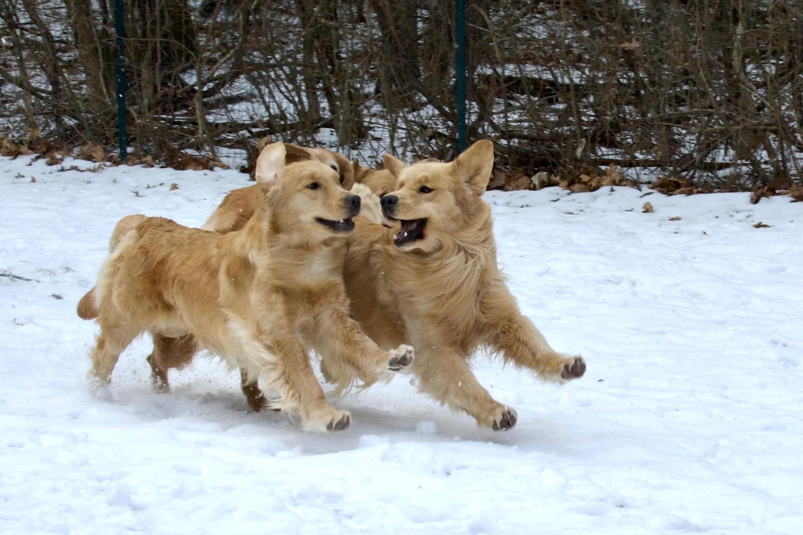 tangleloft golden retrievers in snow 2025