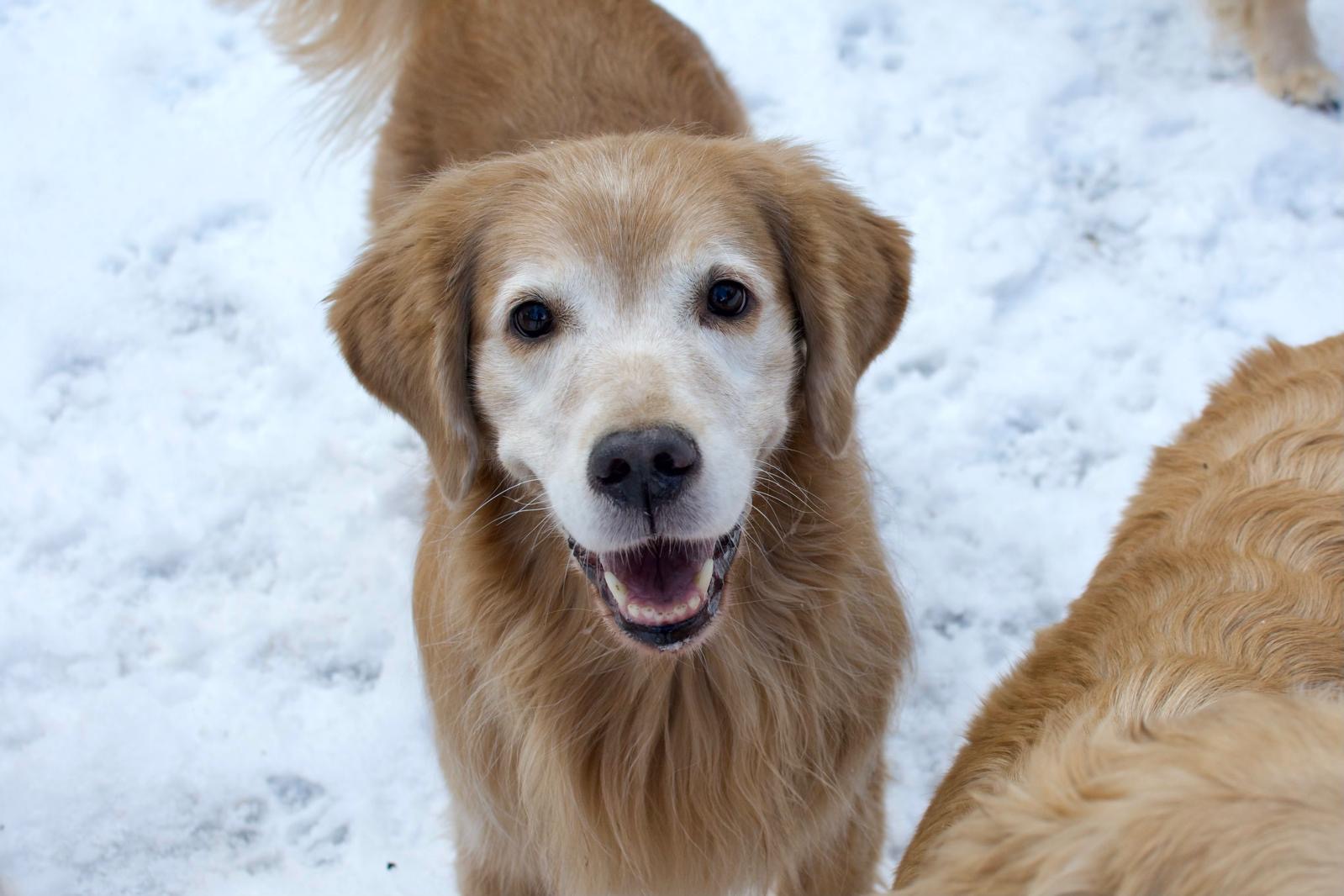 tangleloft golden retrievers in snow 2025