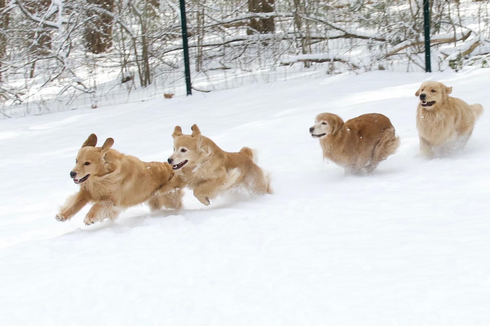 tangleloft golden retrievers
