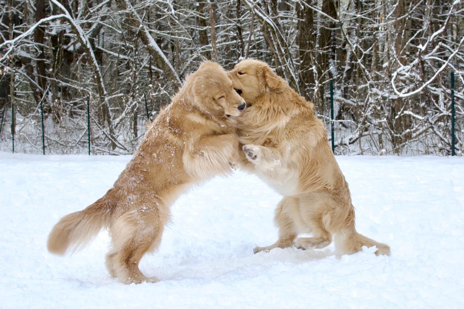 tangleloft golden retrievers in snow 2025