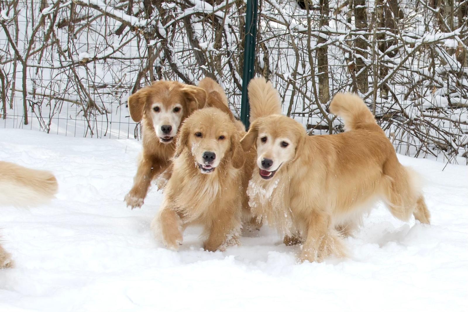 tangleloft golden retrievers in snow 2025