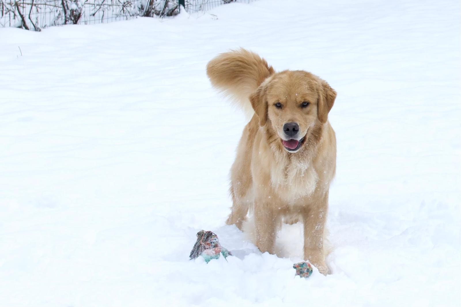 tangleloft golden retrievers in snow 2025