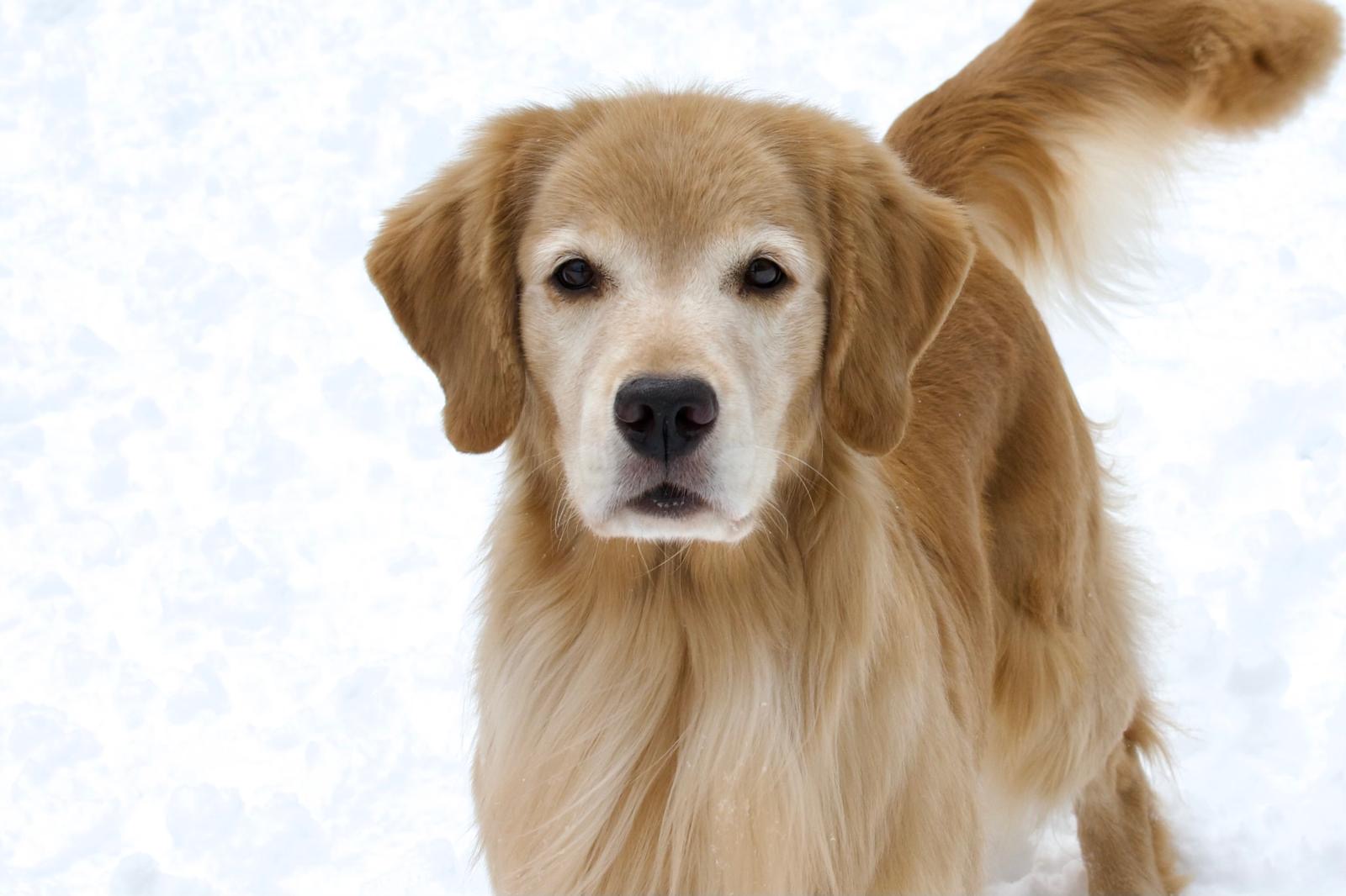 tangleloft golden retrievers in snow 2025