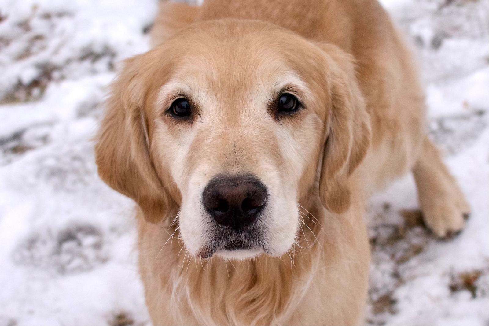 tangleloft golden retrievers in snow 2025
