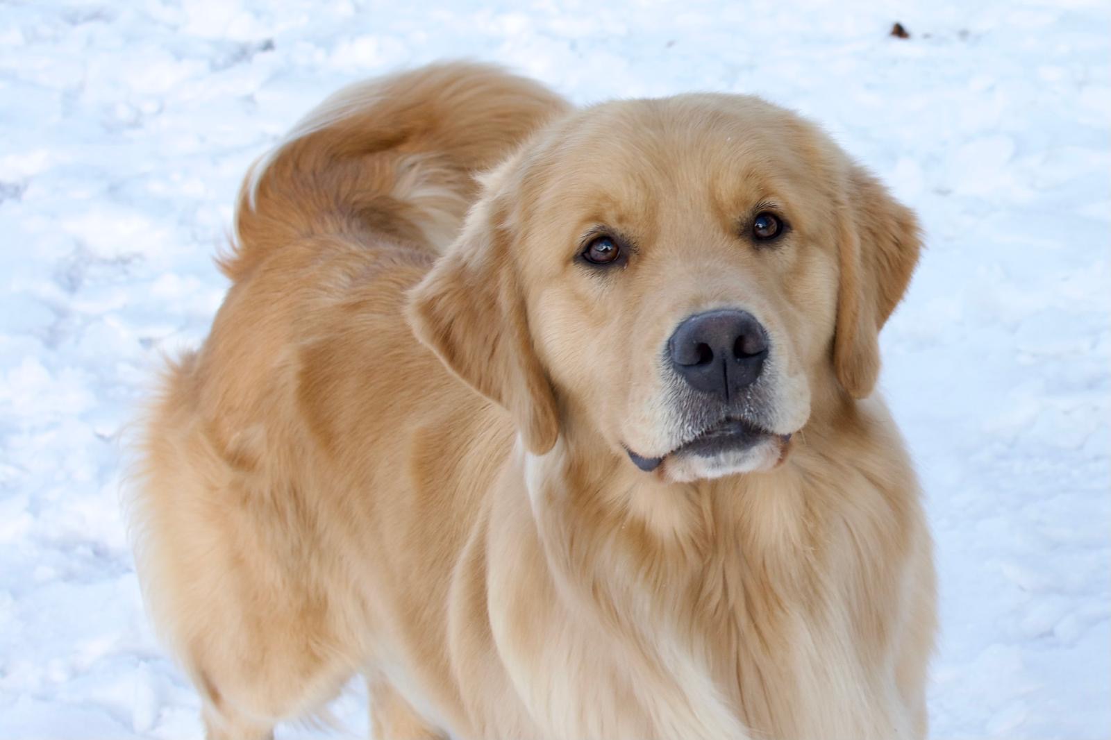 tangleloft golden retrievers