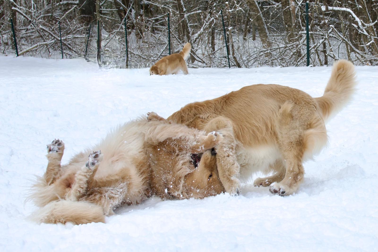 tangleloft golden retrievers in snow 2025