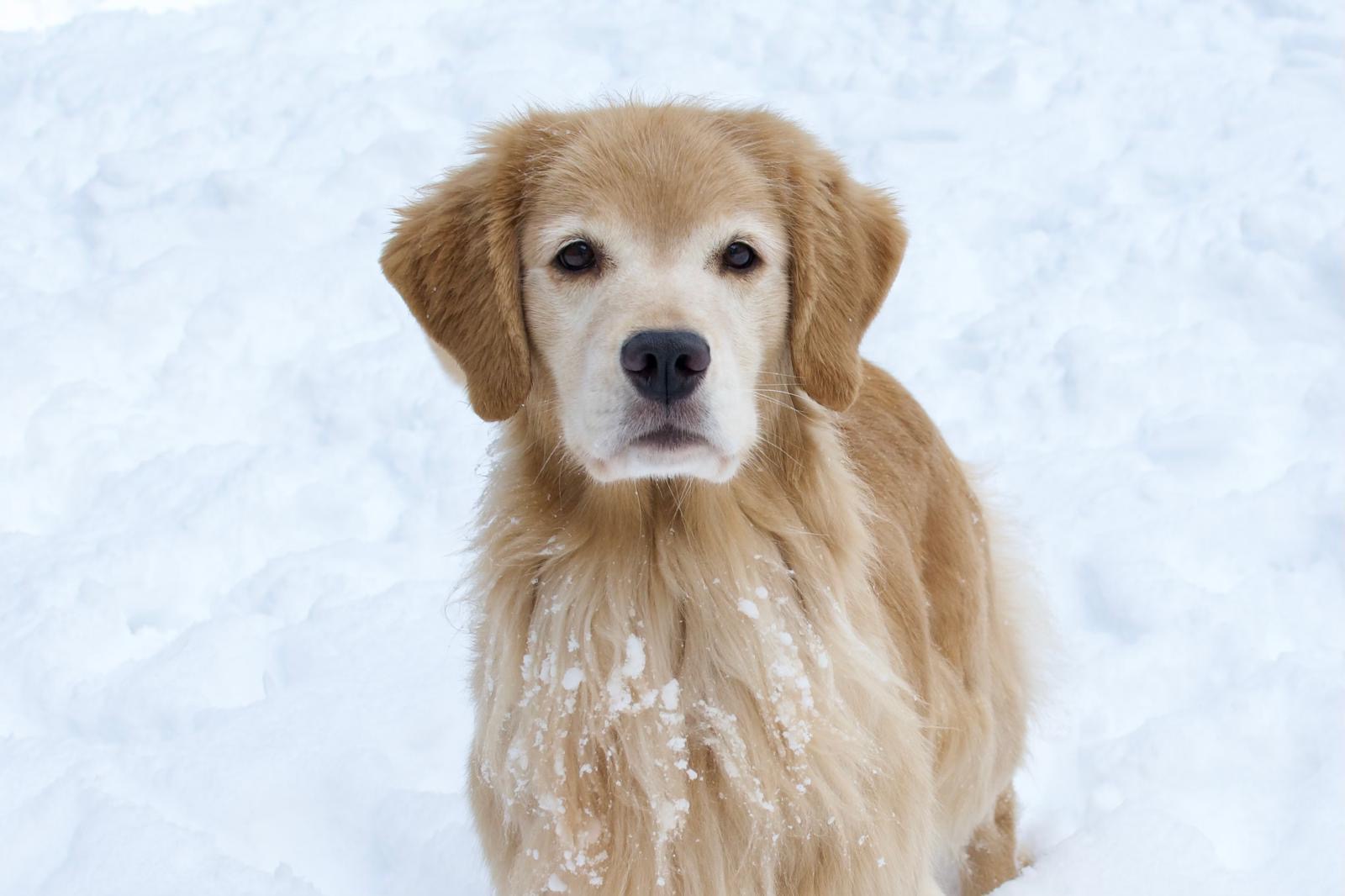 tangleloft golden retrievers in snow 2025