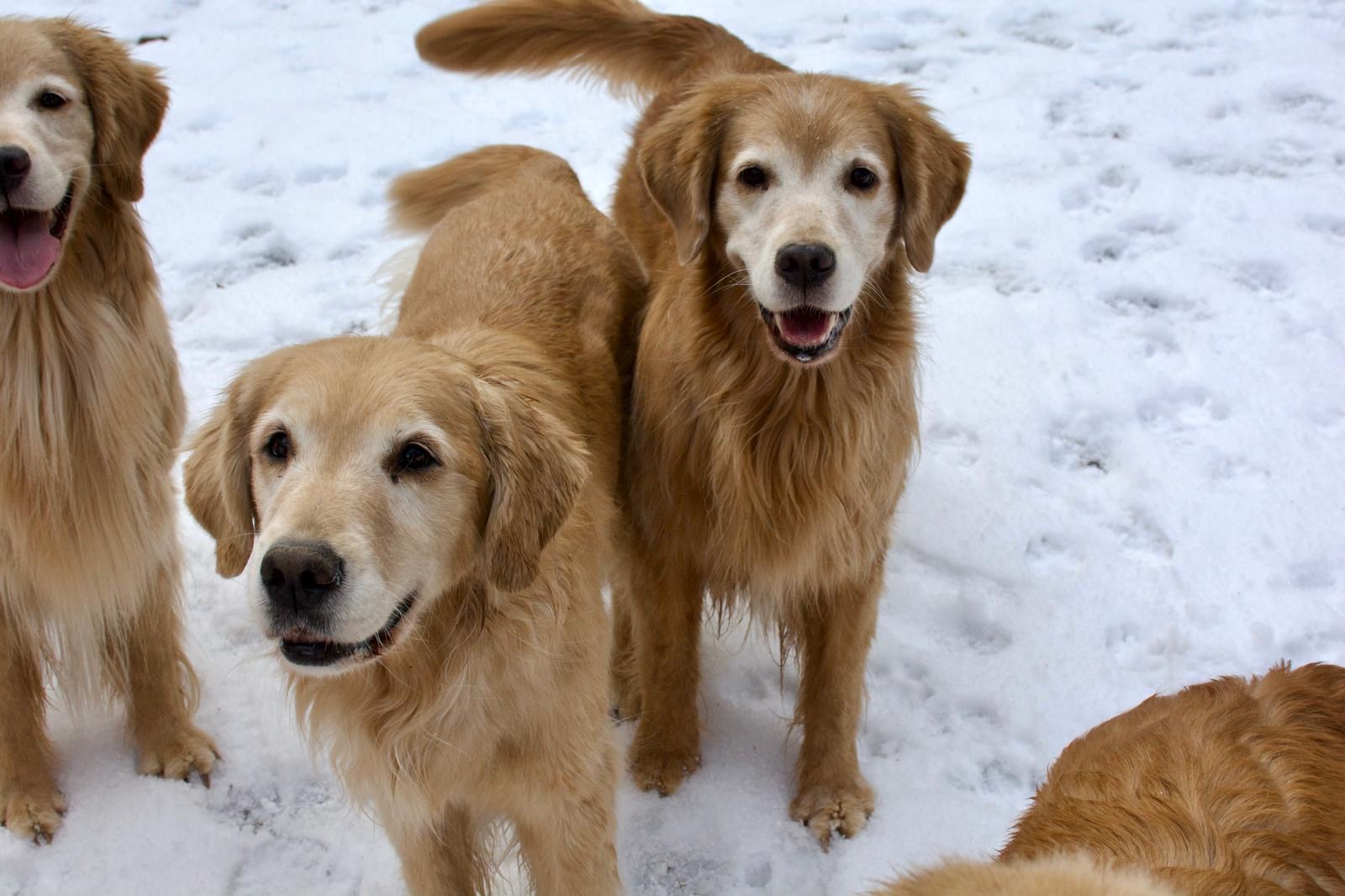 tangleloft golden retrievers in snow 2025