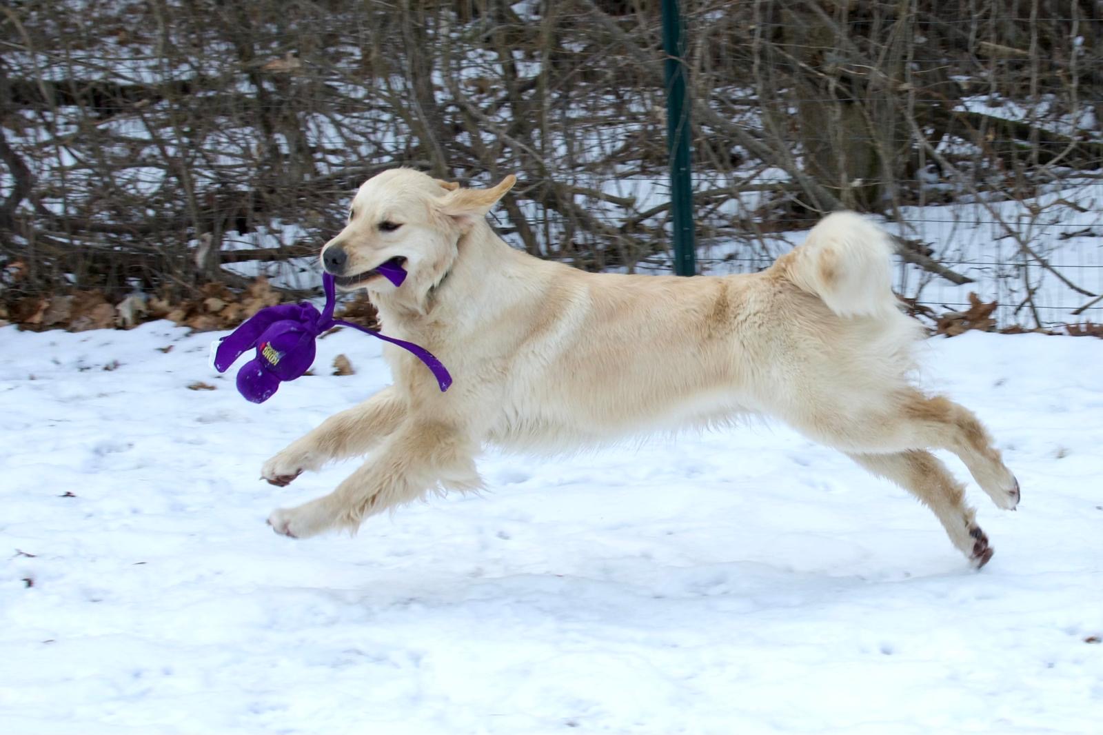 tangleloft golden retrievers in snow 2025