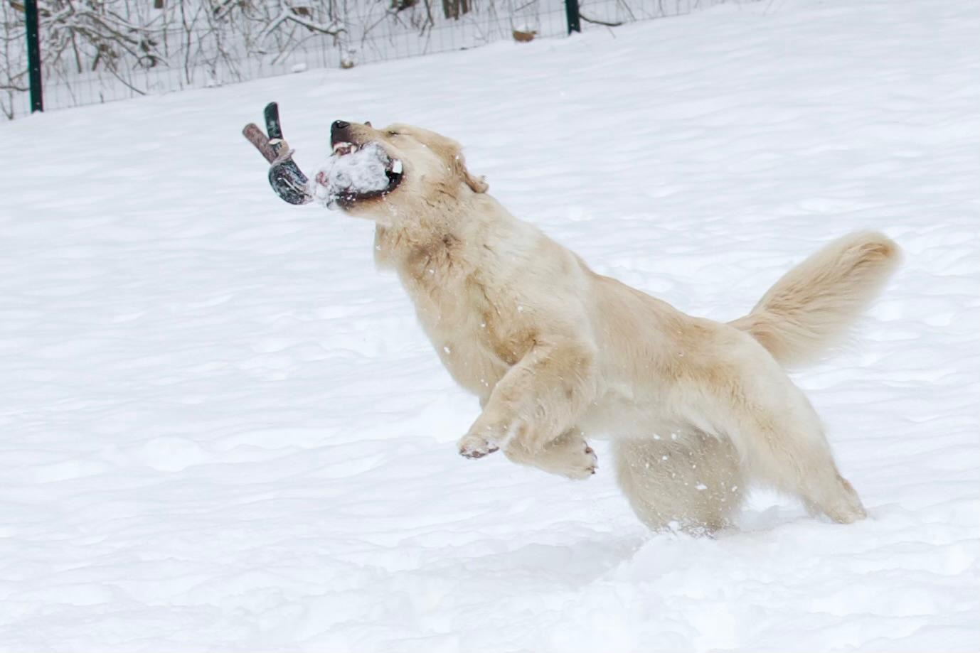 tangleloft golden retrievers in snow 2025