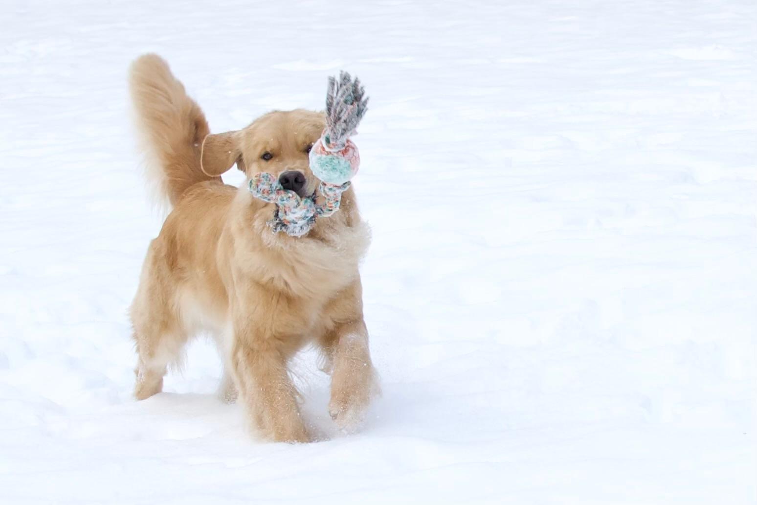 tangleloft golden retrievers in snow 2025