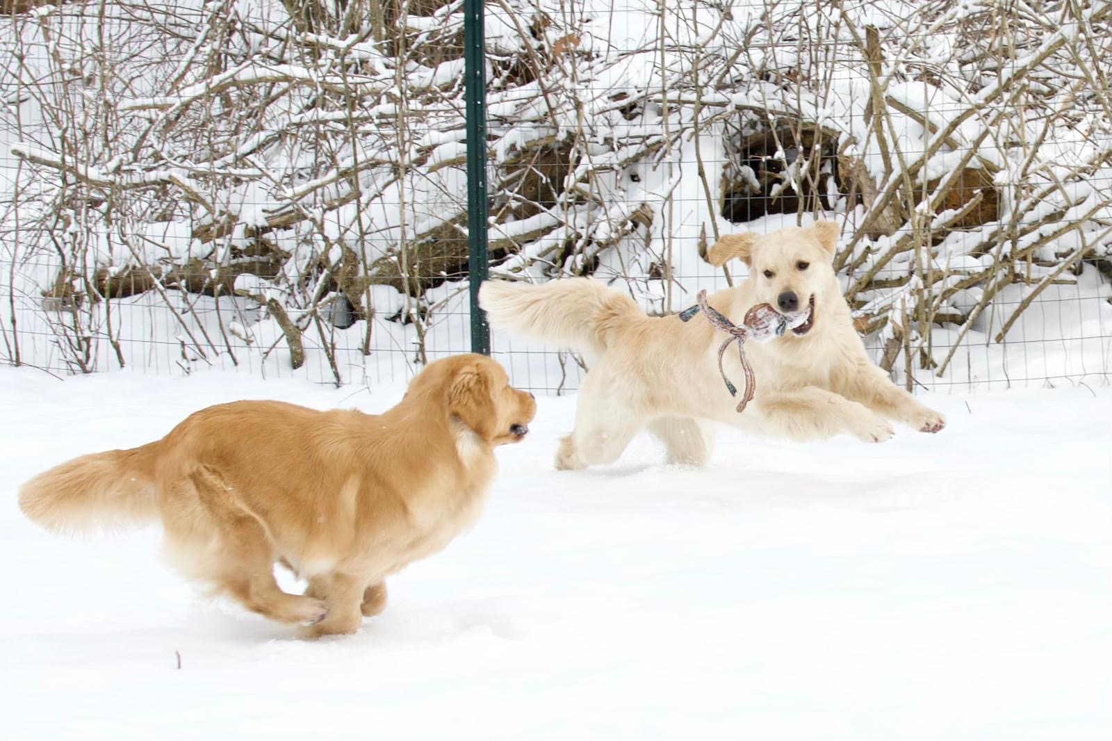 tangleloft golden retrievers