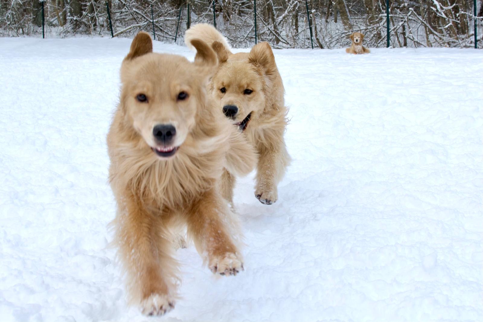tangleloft golden retrievers in snow 2025