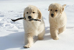 tangleloft goldens prince puppies