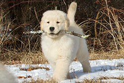 tangleloft goldens prince puppies