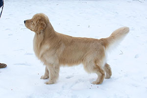 tangleloft goldens prince