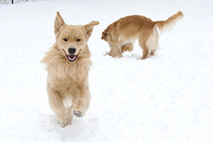 tangleloft goldens prince