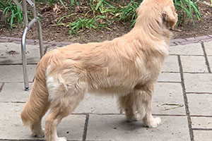 tangleloft goldens prince daughter