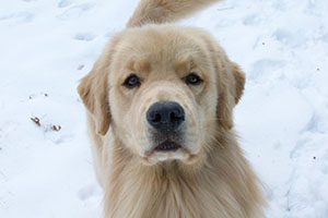 tangleloft goldens prince