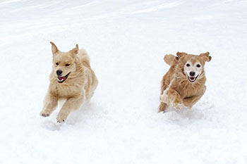 tangleloft goldens prince and ciara