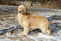 tangleloft goldens prince