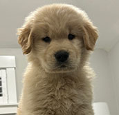 tangleloft goldens prince puppies