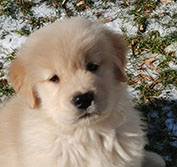 tangleloft goldens prince puppies