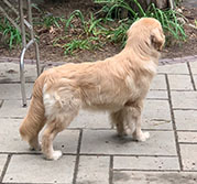 tangleloft goldens prince puppies