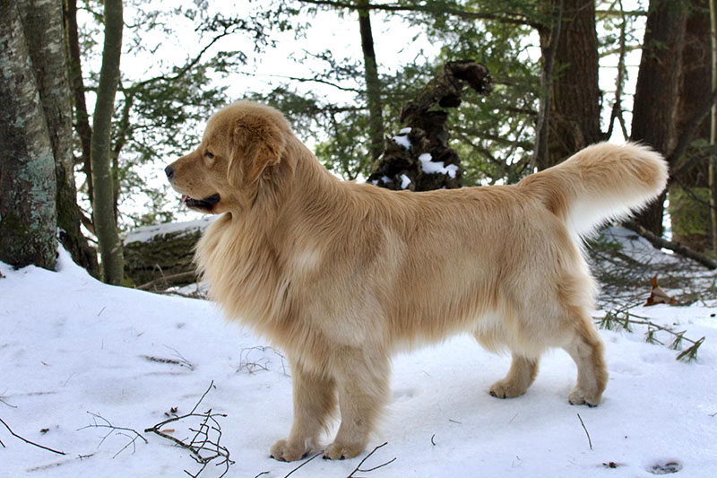 tangleloft goldens prince