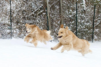 tangleloft goldens prince and spark