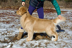 tangleloft goldens prince
