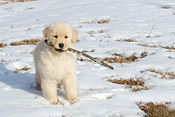 tangleloft goldens puzzle