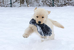 tangleloft goldens puzzle