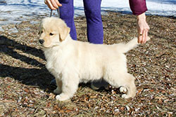 tangleloft goldens puzzle