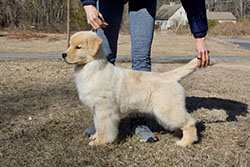 tangleloft goldens puzzle