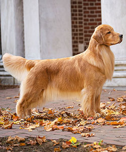 tangleloft goldens smooch