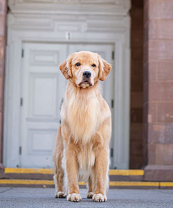 tangleloft goldens smooch