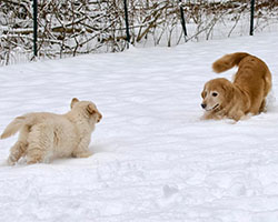 tangleloft goldens lily