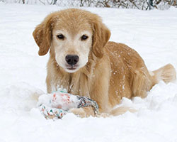 tangleloft goldens lily