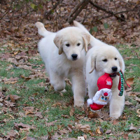 Tangleloft Golden Retriever puppies
