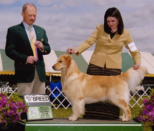 tangleloft male golden named vegas