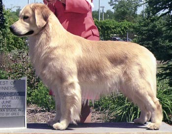 tangleloft male golden named vegas